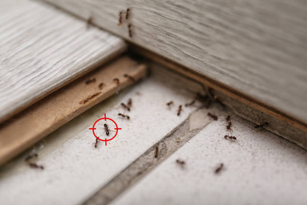 Best Emergency Pest Control  in Edinboro, PA