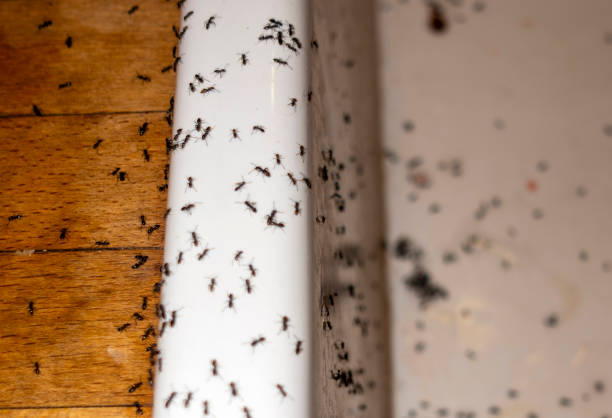Best Wasp Removal Services  in Edinboro, PA